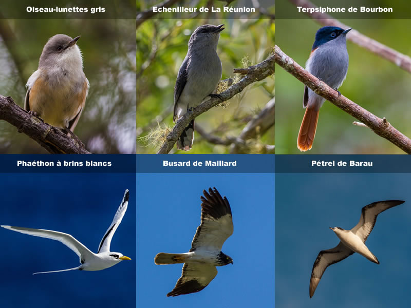 Fiches oiseaux