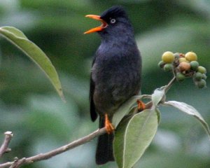 Bulbul de la Réunion