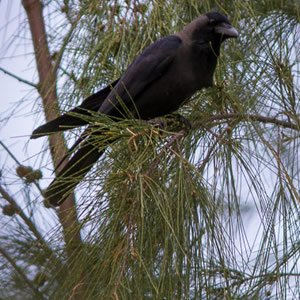 Corbeau familier