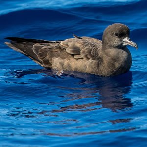 Puffin du Pacifique