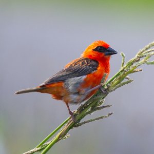 Foudi de Madagascar