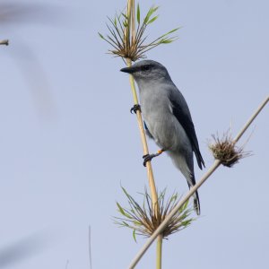 Echenilleur de La Réunion