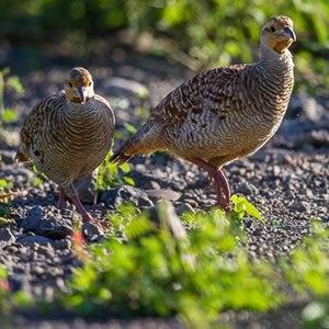 Francolin gris