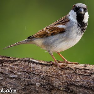 Moineau domestique