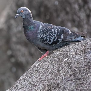 Pigeon domestique