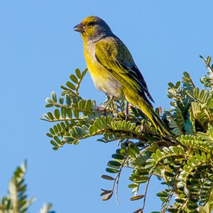 Serin du Cap