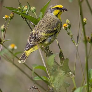 Serin du Mozambique