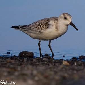 Bécasseau sanderling