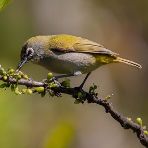 Oiseau-lunettes vert