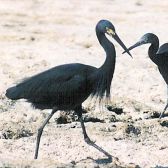 Aigrette dimorphe