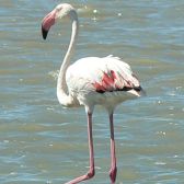 Flamant rose