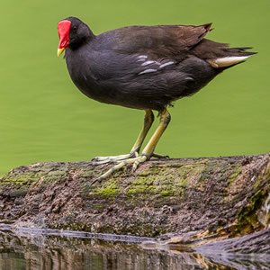 Gallinule Poule d'eau