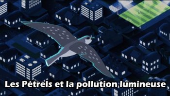 La saison d'envol des jeunes pétrels de Barau a débuté