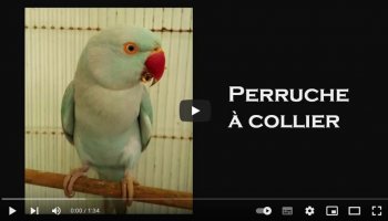 Animaux insolites retrouvés en liberté à La Réunion