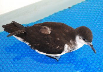 Centre de soins : Puffin tropical