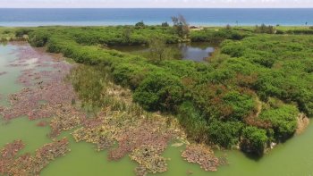 Actions de conservation des oiseaux au Colosse