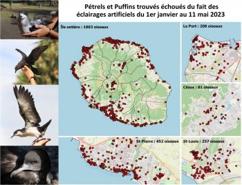 1883 pétrels et puffins pris en charge par le centre de soins du 1er janvier au 11 mai 2023