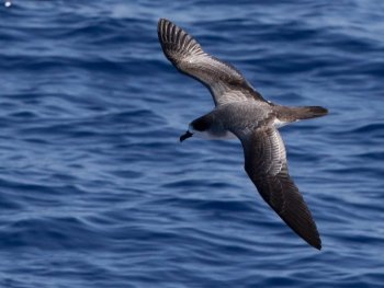 Les Pétrels et Puffins