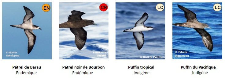 Pétrels et Puffins de la Réunion