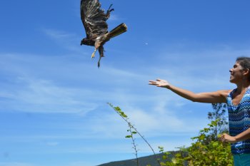 Relâcher d'une jeune papangue femelle après 10 mois de soins!