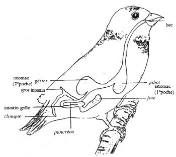 Qu'est-ce qu'un oiseau ?