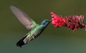 Régime alimentaire