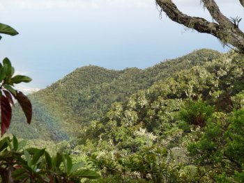 Origine des oiseaux de La Réunion