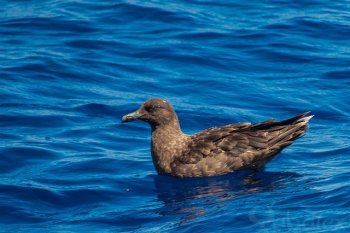 Oiseaux marins