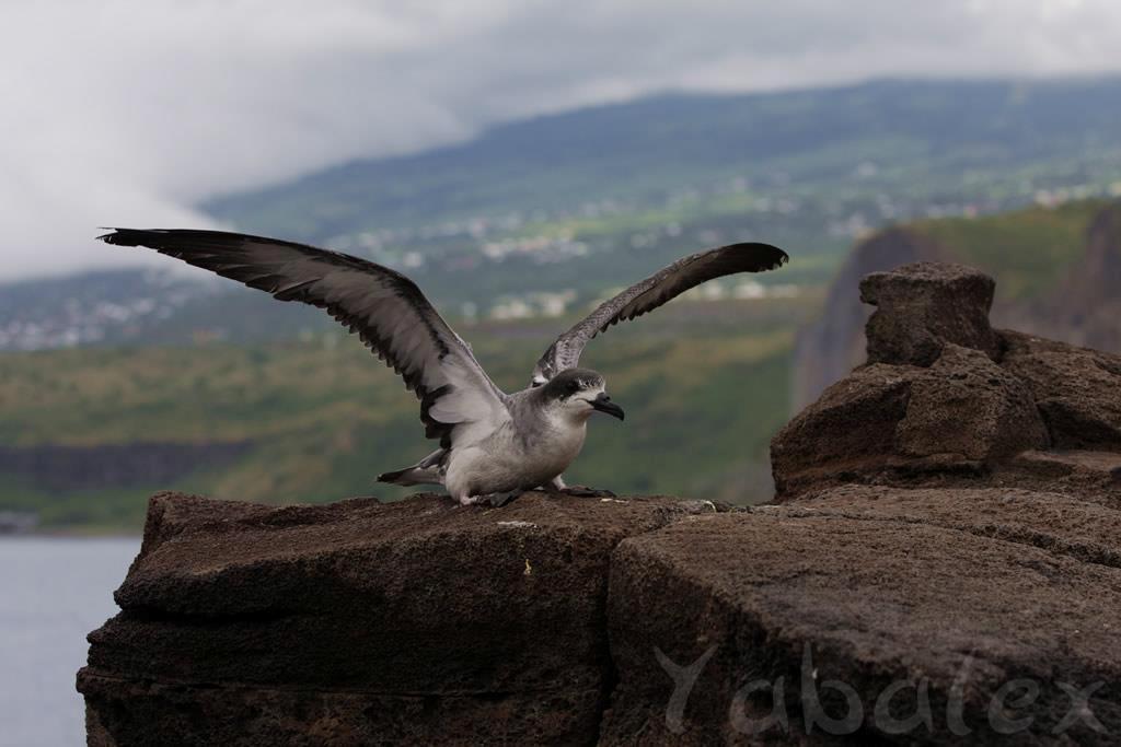 Le Site Pedagogie De La Seor Quest Ce Quun Oiseau Le Vol