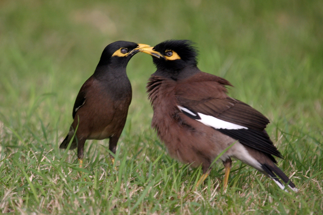 Le Site Pedagogie De La Seor Oiseaux Nicheurs Oiseaux