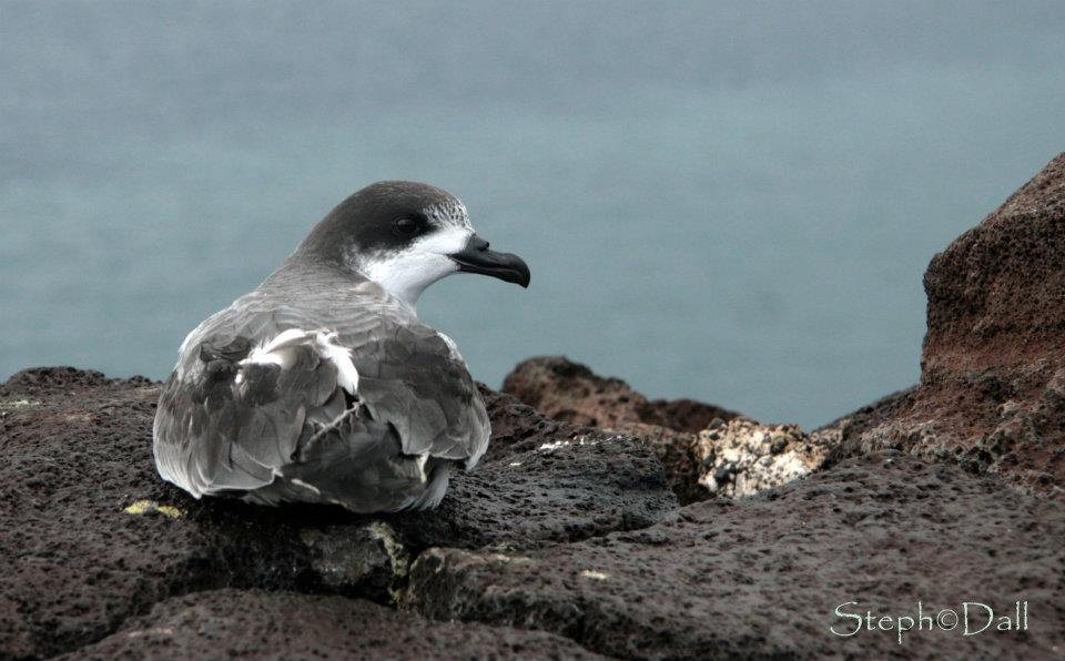 Le Site Pedagogie De La Seor Oiseaux Nicheurs Oiseaux Marins