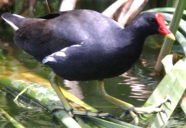 Le Site Pedagogie De La Seor Oiseaux Nicheurs Oiseaux