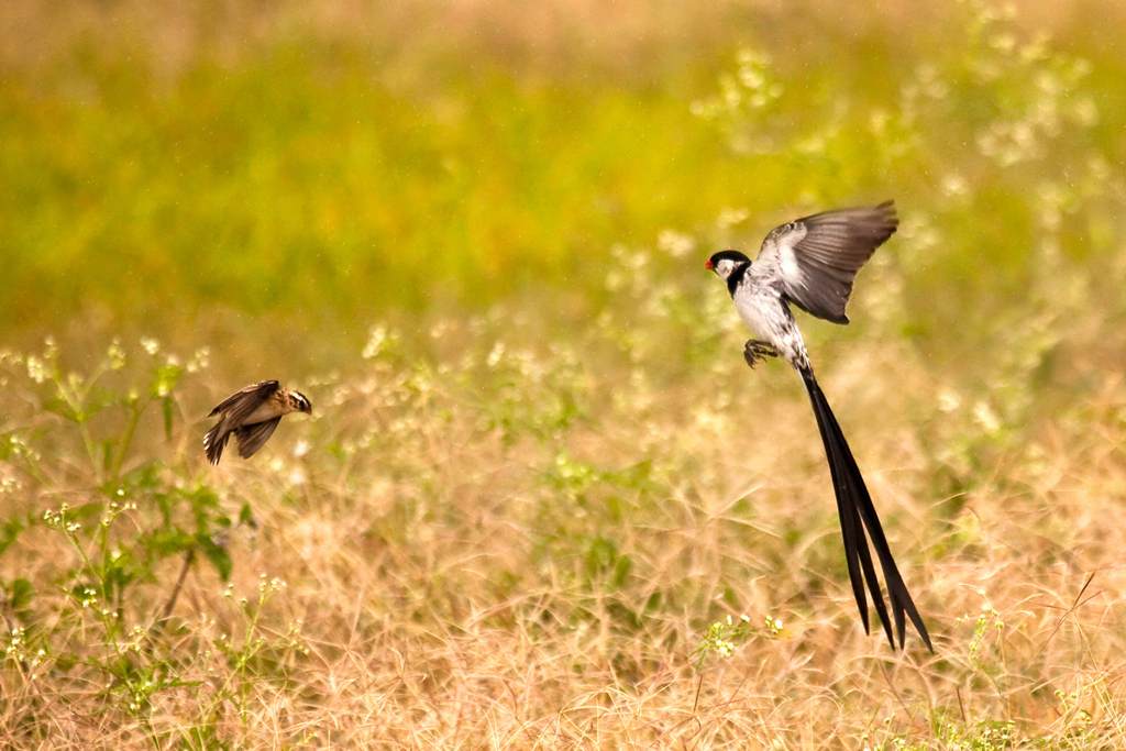 Généralités sur la reproduction des oiseaux