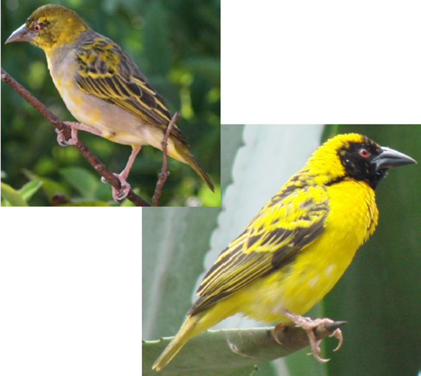 Le Site Pedagogie De La Seor Oiseaux Nicheurs Oiseaux