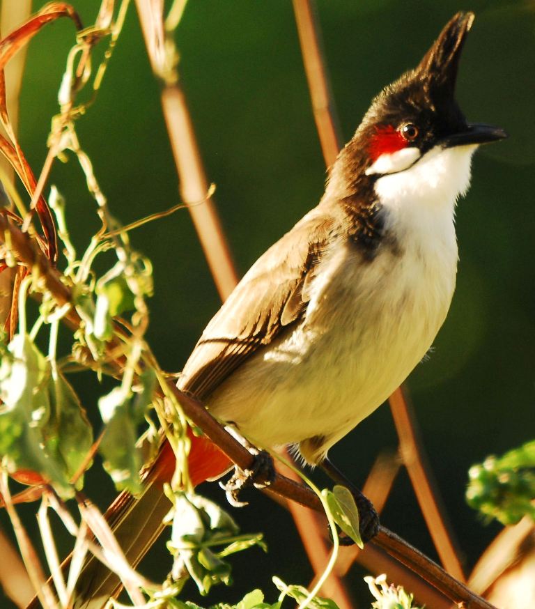 Le Site Pedagogie De La Seor Oiseaux Nicheurs Oiseaux