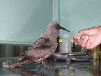 La SEOR recherche des bénévoles pour le réseau de sauvetage