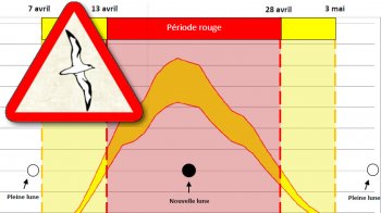 Avril 2023 : Année à haut risque pour les échouages de Pétrels