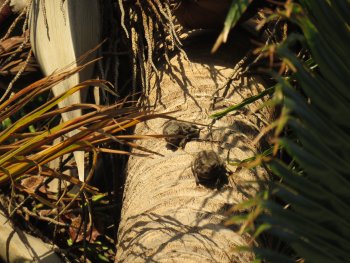 Les 15 « Gestes Refuges » pour la biodiversite :