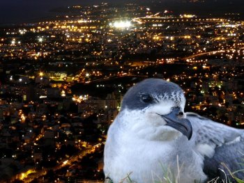 Nuits sans lumières 2024 : jusqu'à 830 échouages de Pétrels attendus !