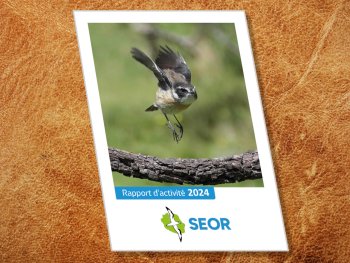 Rapport d'activité SEOR 2024