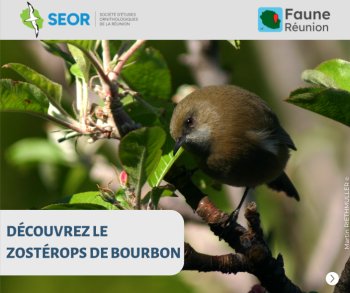 Faune-Réunion : l'oiseau du mois