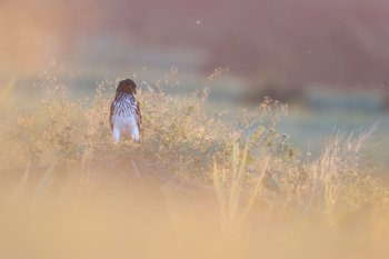 Soutenez le documentaire sur le papangue