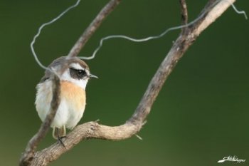Conférence sur l'avifaune terrestre nicheuse de la Réunion